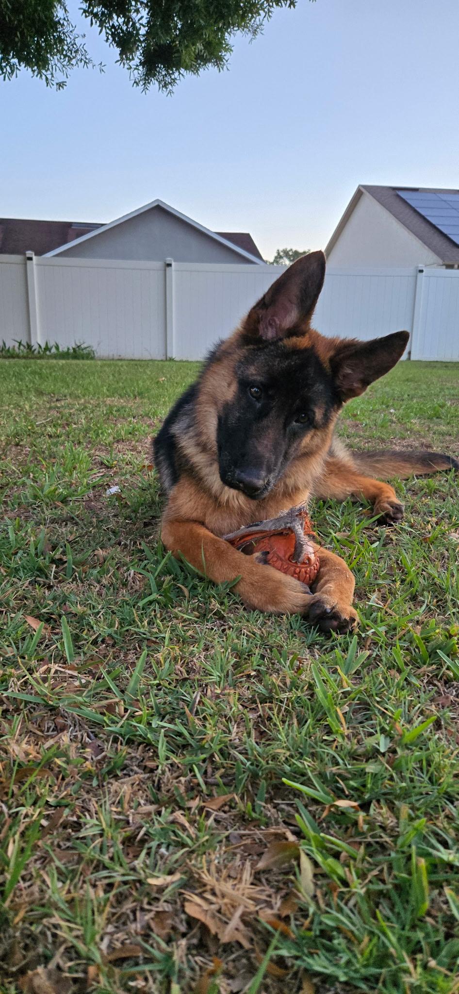 Raine, an adopted German Shepherd Dog in Clermont, FL image 4/6