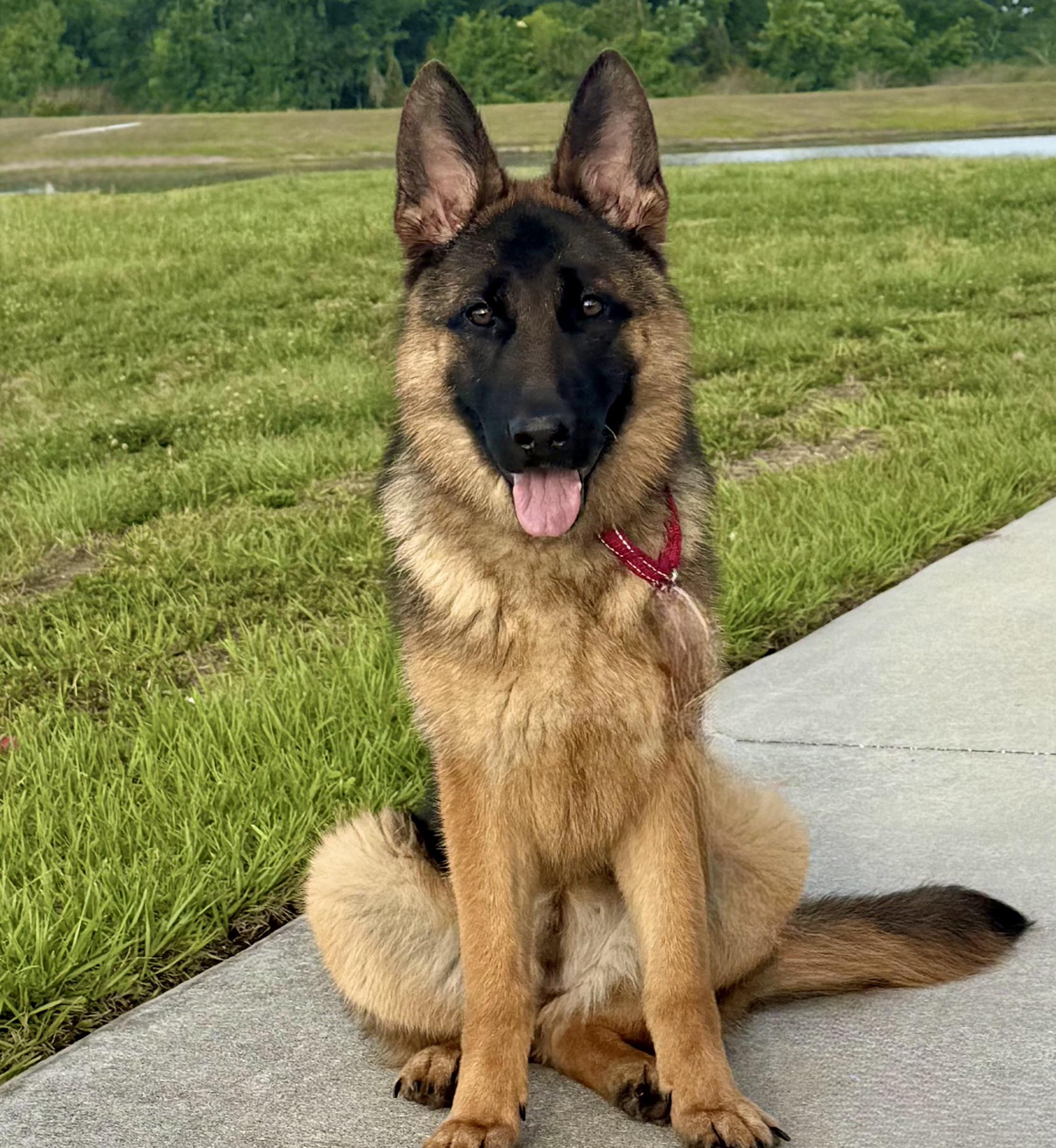 Raine, adopted, Young Female German Shepherd Dog.