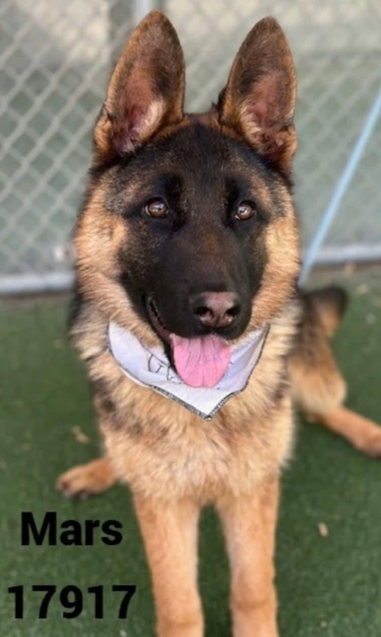 Enlarge Raine, a ADOPTABLE German Shepherd Dog in Clermont, FL image 2/2