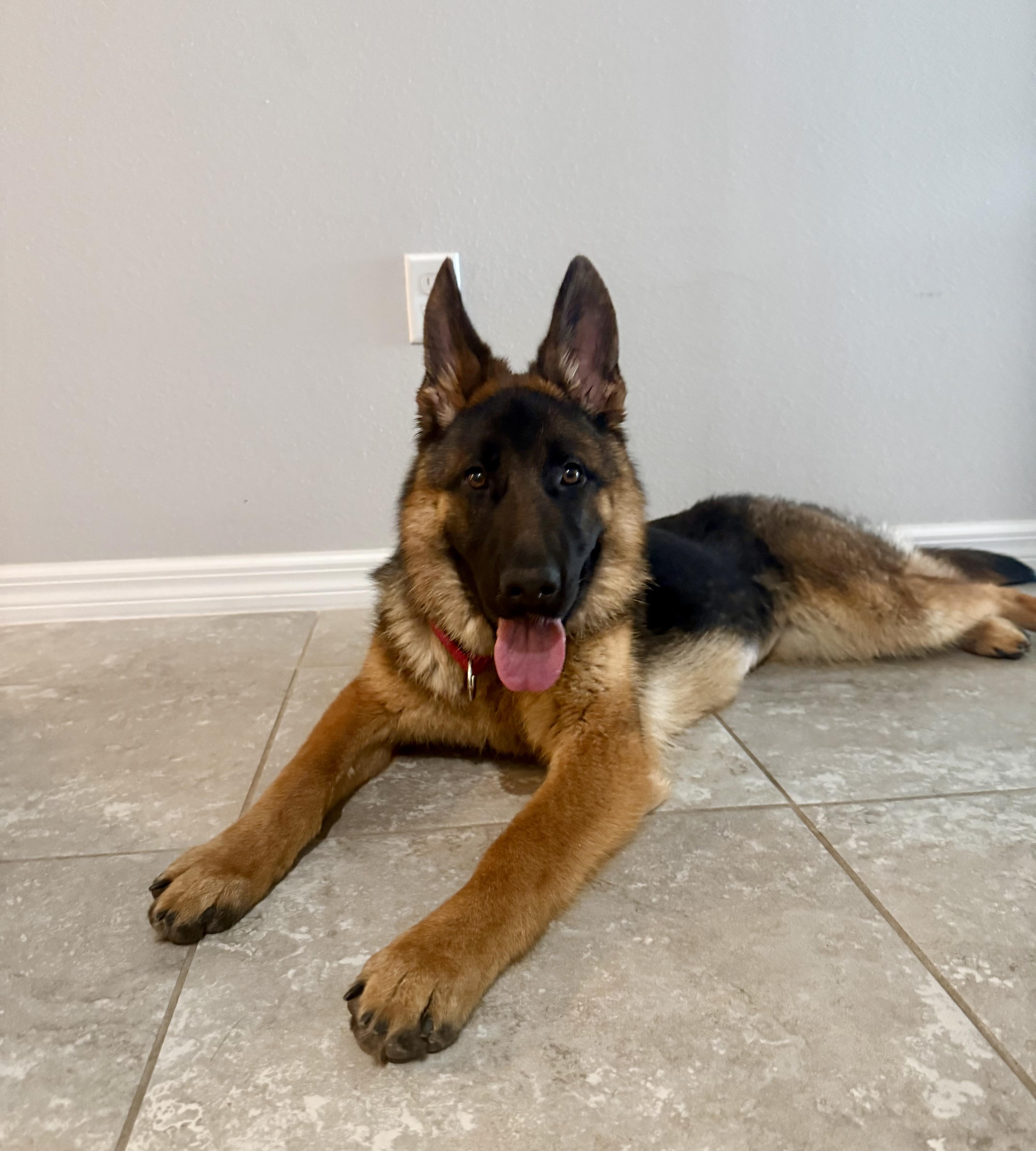 Raine, an adopted German Shepherd Dog in Clermont, FL image 5/6