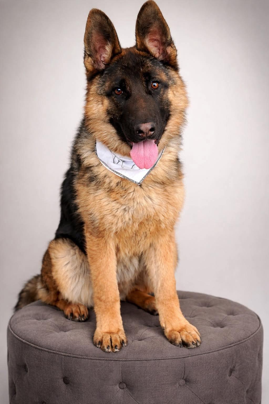 Enlarge Raine, a ADOPTABLE German Shepherd Dog in Clermont, FL image 1/2