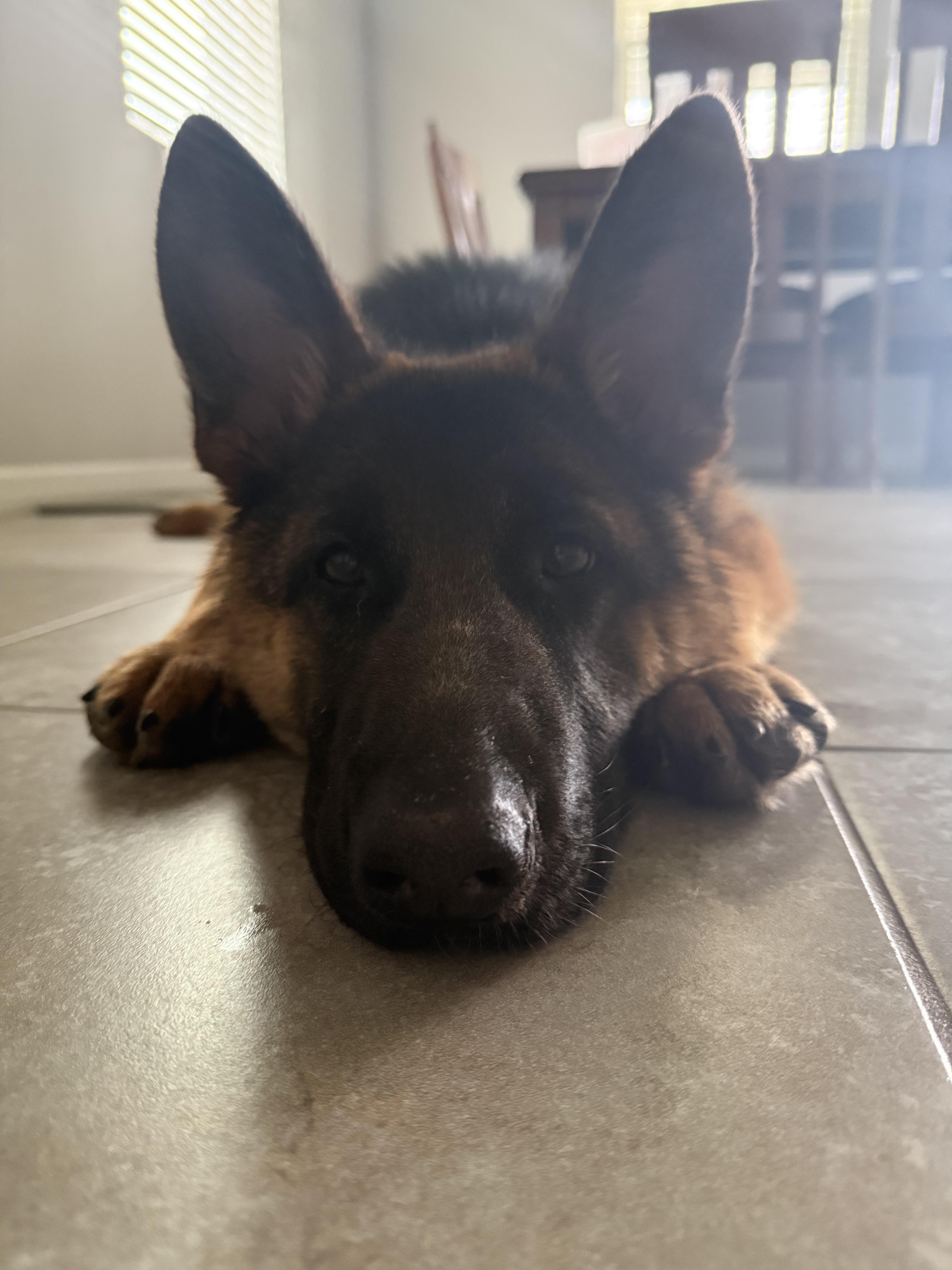 Raine, an adopted German Shepherd Dog in Clermont, FL image 6/6