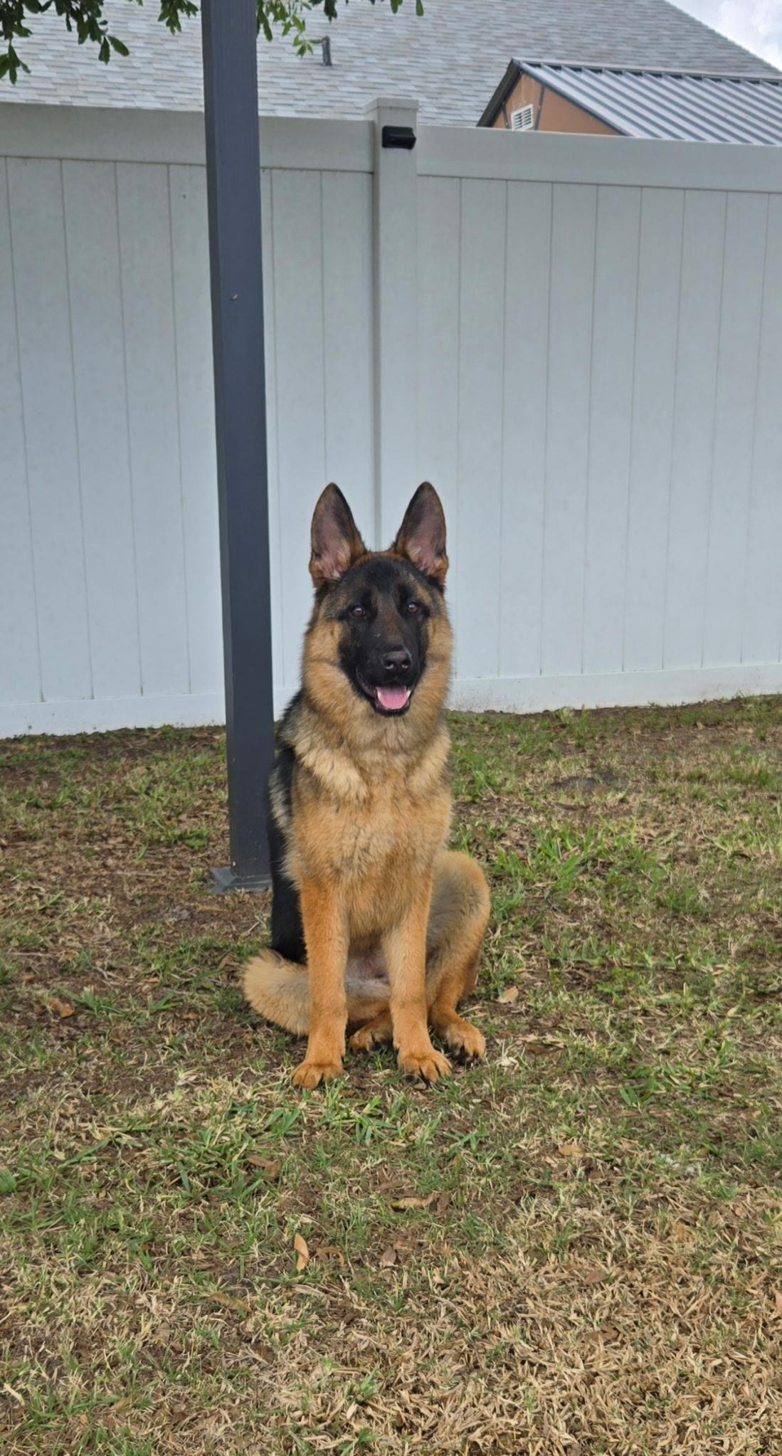 Raine, an adopted German Shepherd Dog in Clermont, FL image 3/6