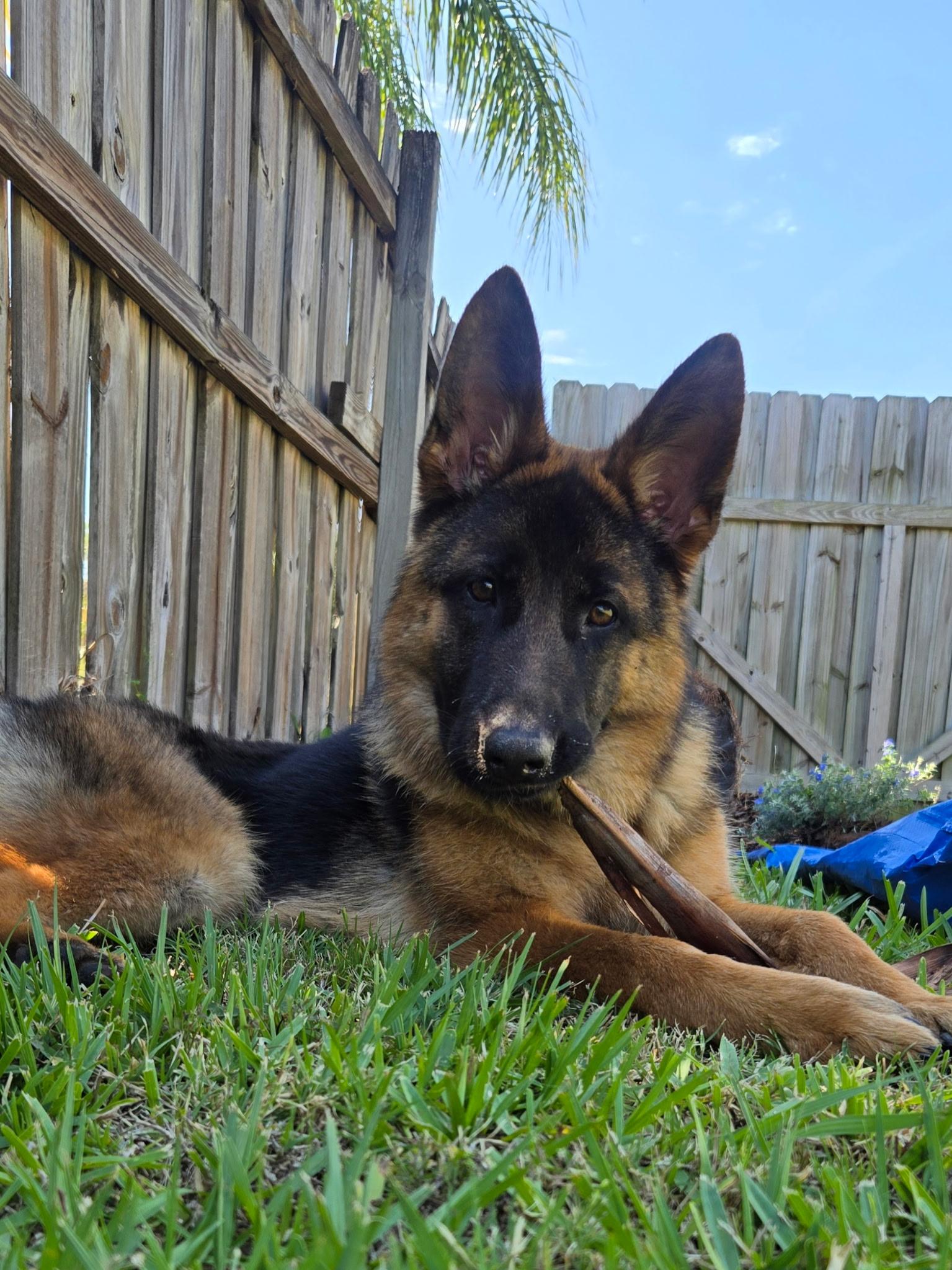 Raine, an adopted German Shepherd Dog in Clermont, FL image 2/6