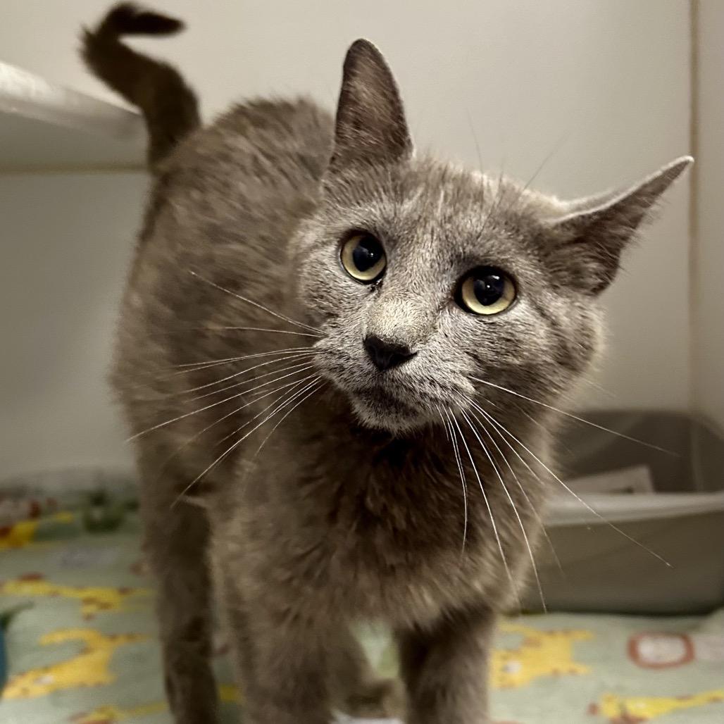 Enlarge Matilda is at Petco, a Adoptable Domestic Medium Hair in St Joseph, MO image 1/1