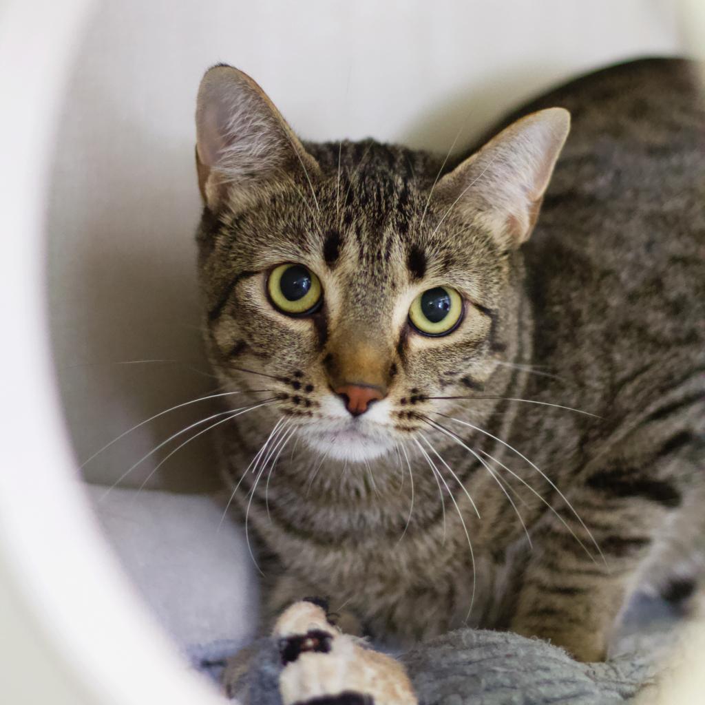 Hickory Crosby — thumbnail 2