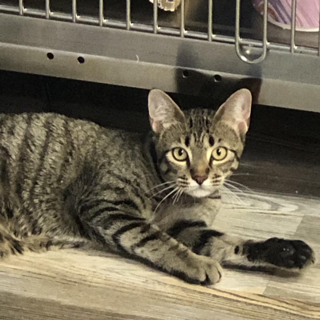 Hickory Crosby — thumbnail 3