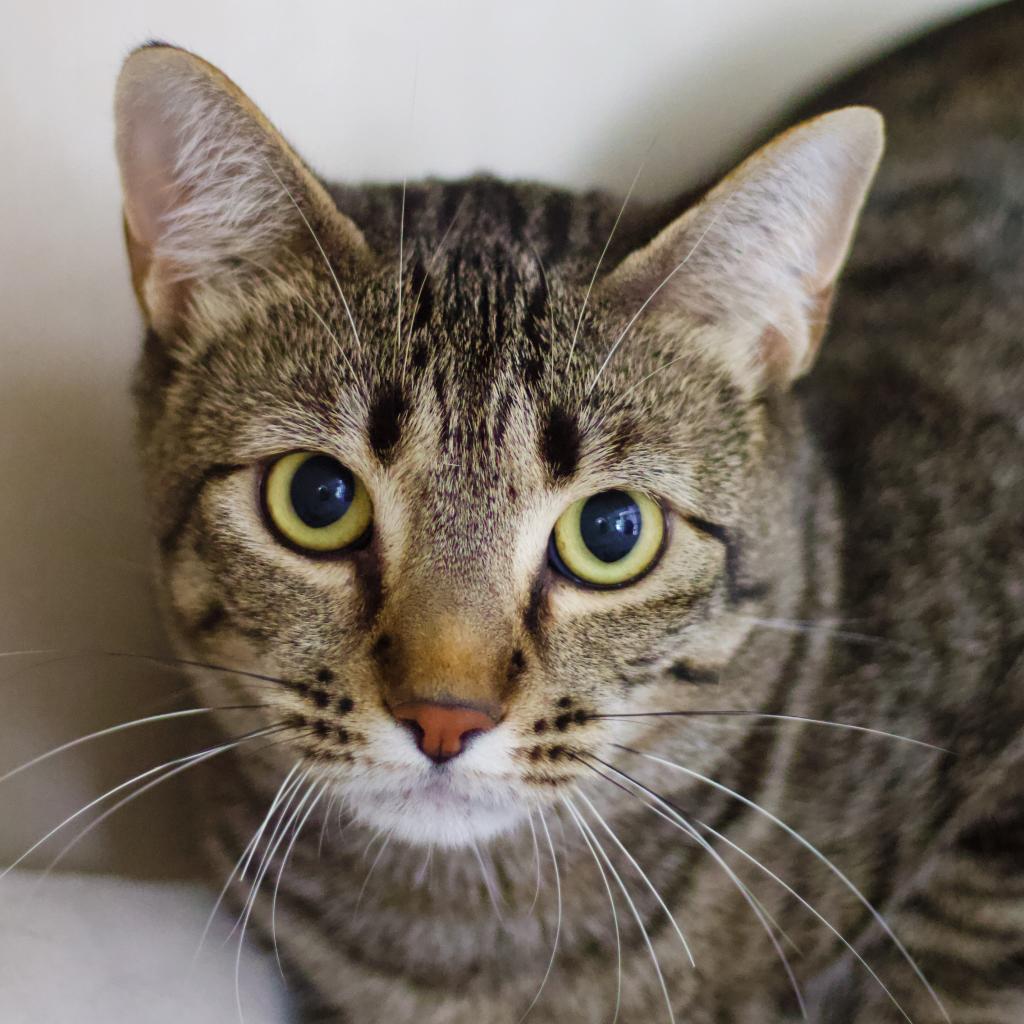 Hickory Crosby — thumbnail 4