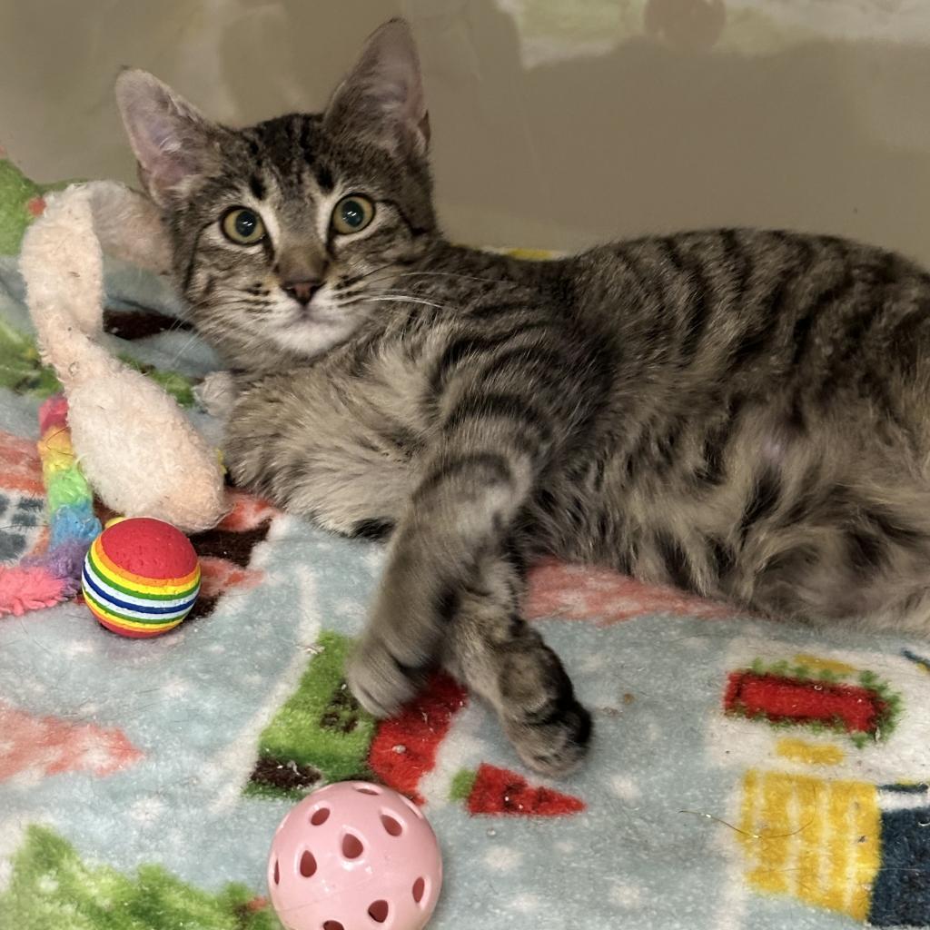 Hickory Crosby — thumbnail 6