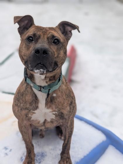 Enlarge Lil Pumpkin, a Adoptable mixed breed in Valley View, OH image 1/3