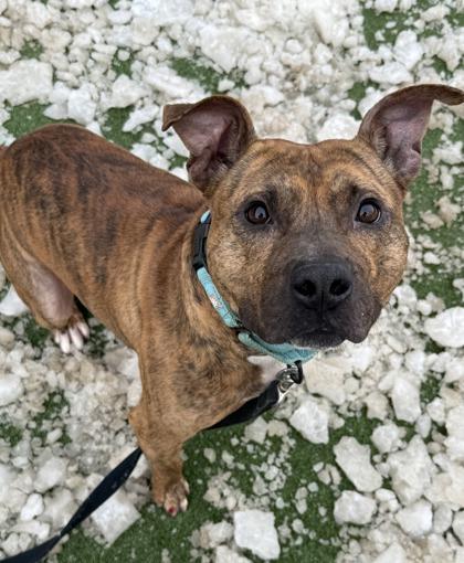 Enlarge Lil Pumpkin, a Adoptable mixed breed in Valley View, OH image 2/3