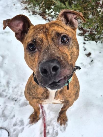 Enlarge Lil Pumpkin, a Adoptable mixed breed in Valley View, OH image 3/3