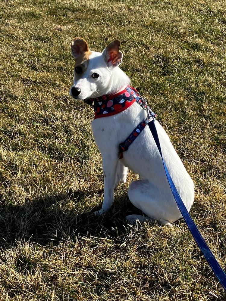 Enlarge Kellie, a Adoptable mixed breed in Mundelein, IL image 1/6