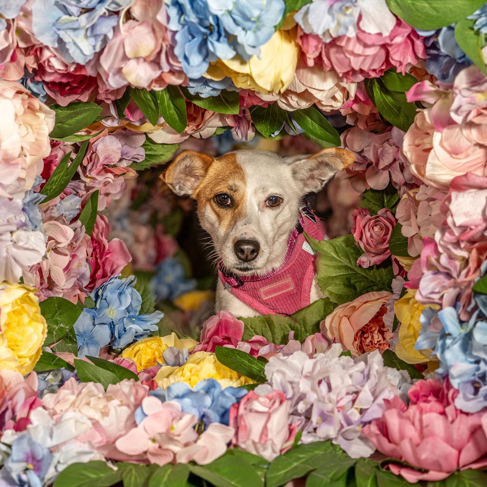 Kellie, Adoptable, Adult Female Jack Russell Terrier.