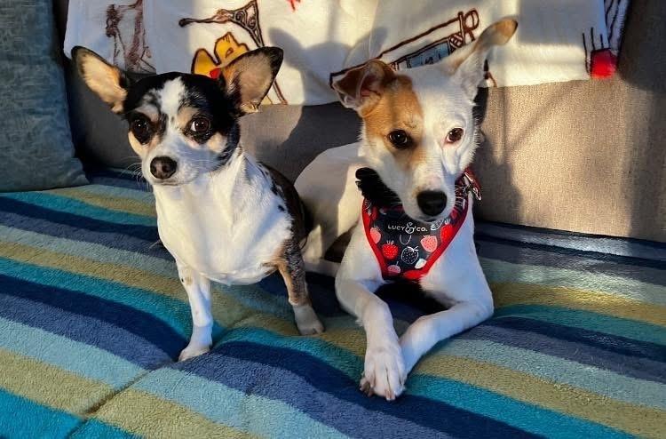 Enlarge Kellie, a Adoptable mixed breed in Mundelein, IL image 3/6