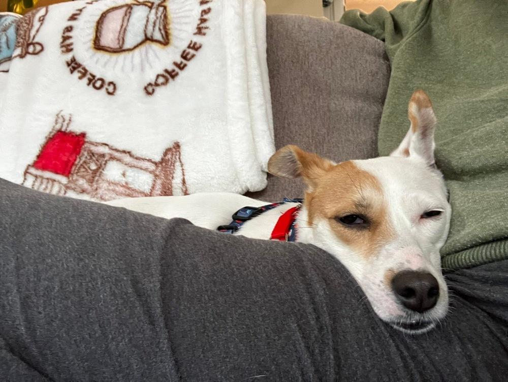 Enlarge Kellie, a Adoptable mixed breed in Mundelein, IL image 4/6