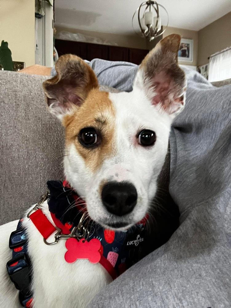 Enlarge Kellie, a Adoptable mixed breed in Mundelein, IL image 5/6