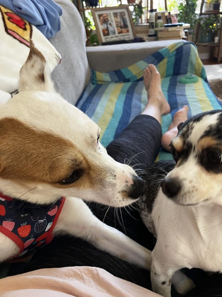 Enlarge Kellie, a Adoptable mixed breed in Mundelein, IL image 5/6