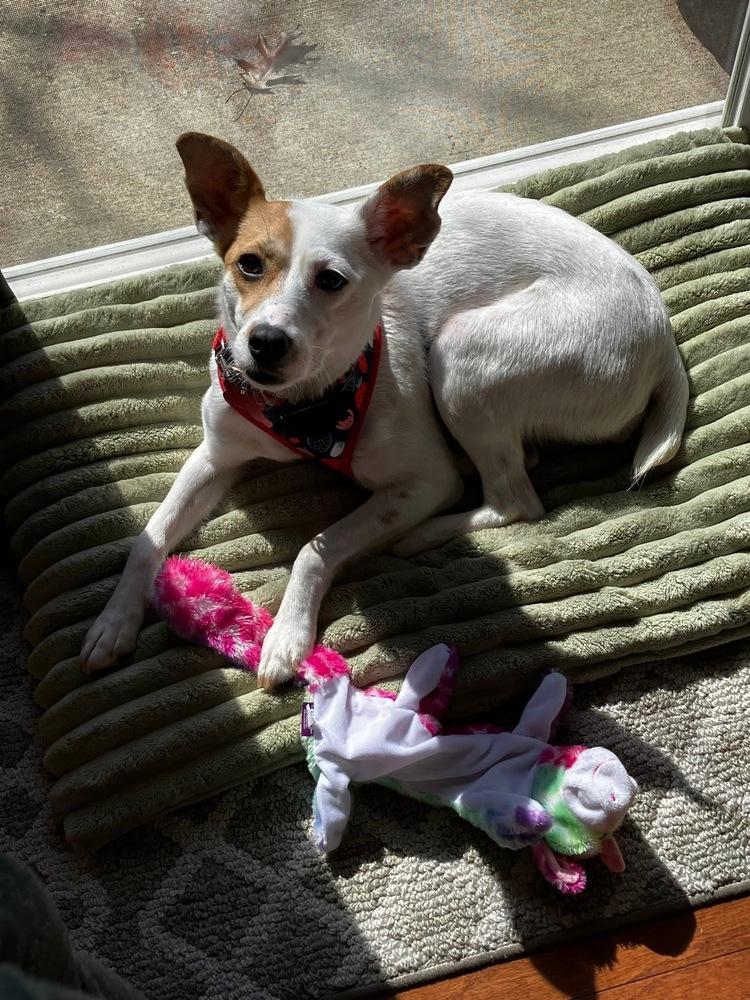 Enlarge Kellie, a Adoptable mixed breed in Mundelein, IL image 6/6