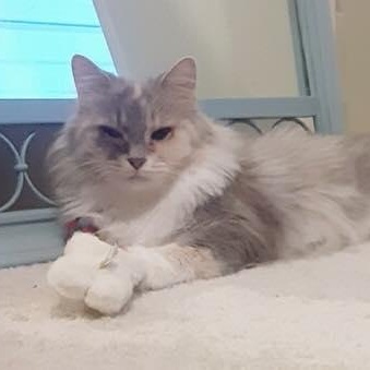 Reba, an adopted Domestic Long Hair in Richmond Dale, OH image 1/3