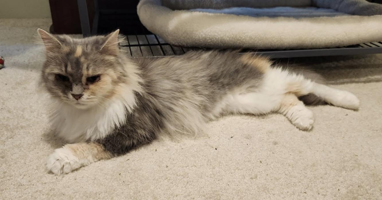 Reba, an adopted Domestic Long Hair in Richmond Dale, OH image 3/3