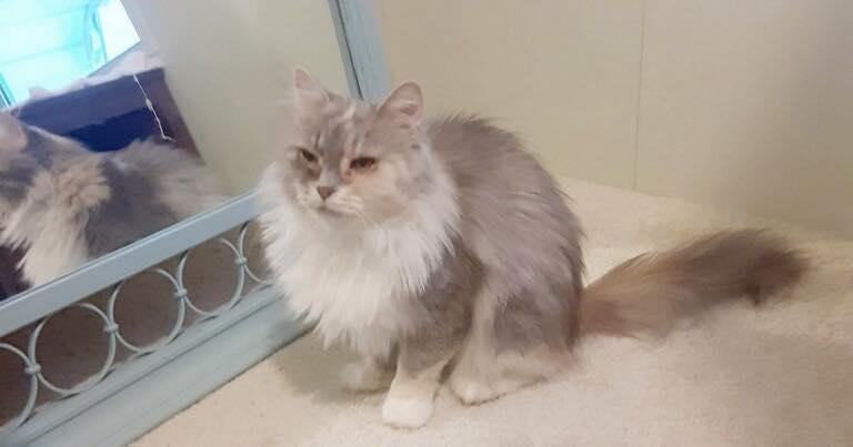 Reba, an adopted Domestic Long Hair in Richmond Dale, OH image 2/3