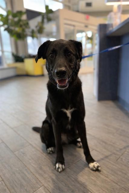 Enlarge BRUNO, a Adoptable mixed breed in St. Louis, MO image 1/1