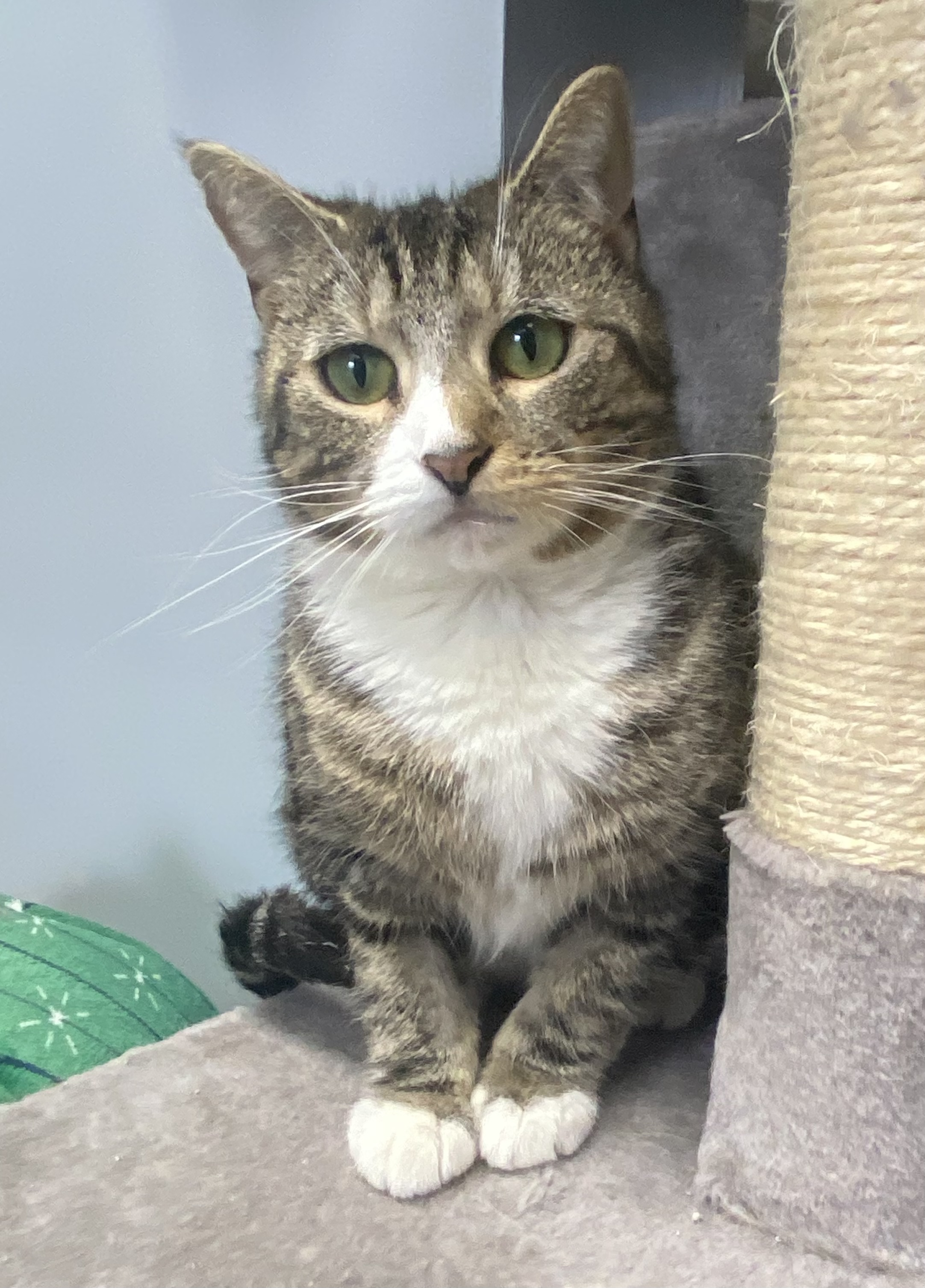 Enlarge Missy, a Adoptable Domestic Short Hair in Breinigsville, PA image 2/3