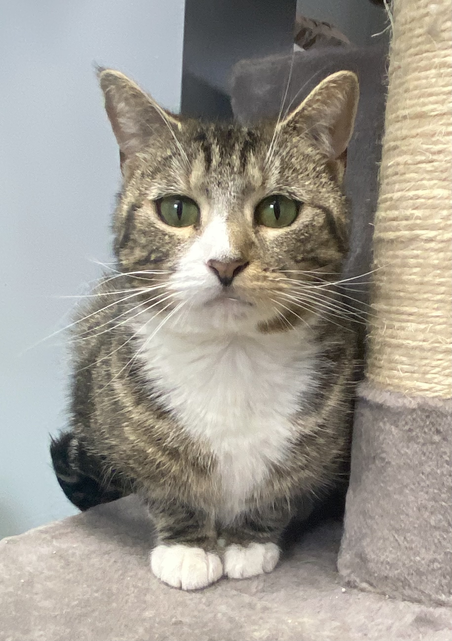 Missy, Adoptable, Adult Female Domestic Short Hair.