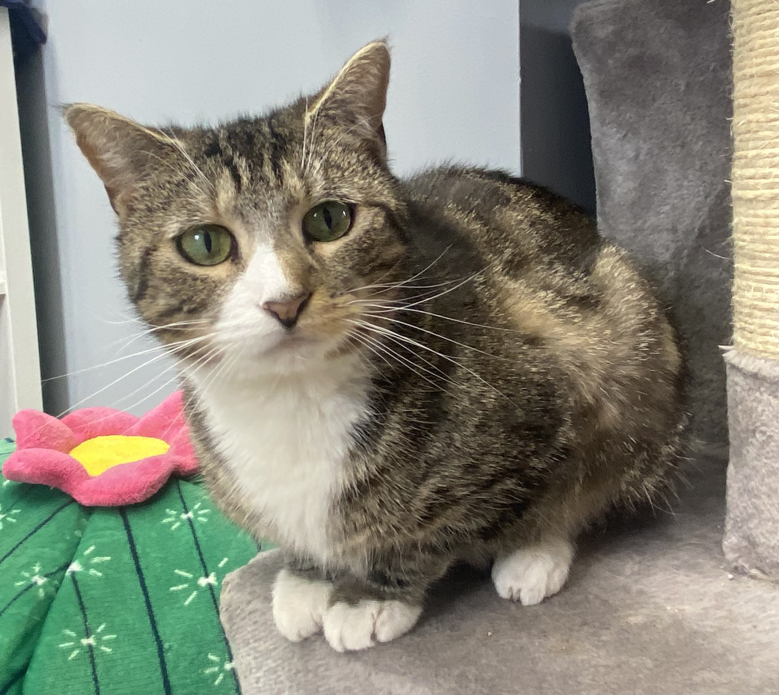 Enlarge Missy, a Adoptable Domestic Short Hair in Breinigsville, PA image 3/3