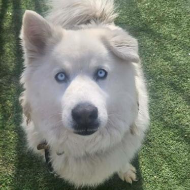 Kallias, Adoptable, Adult Male Alaskan Malamute.