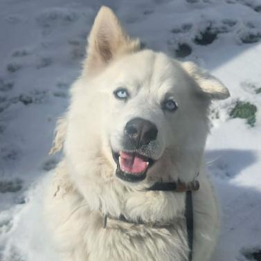 Enlarge Kallias, a Adoptable mixed breed in Fort Collins, CO image 2/6
