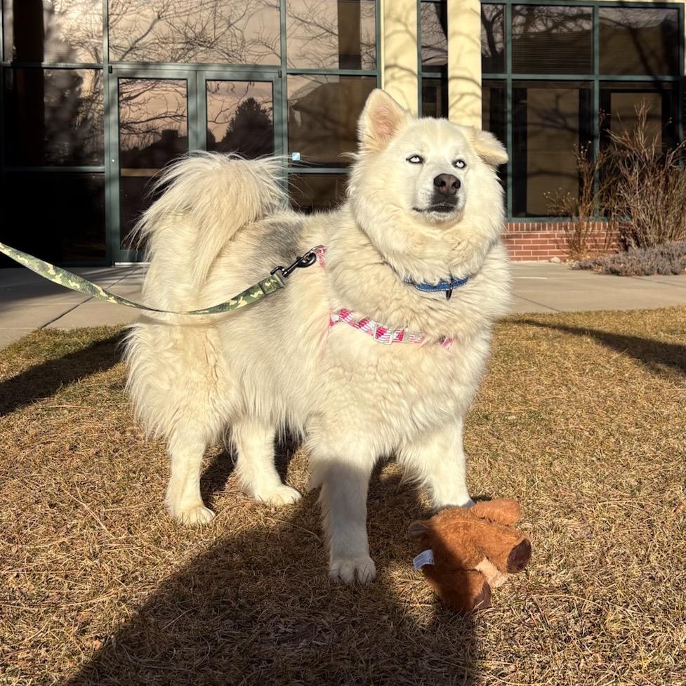 Enlarge Kallias, a Adoptable mixed breed in Fort Collins, CO image 3/6