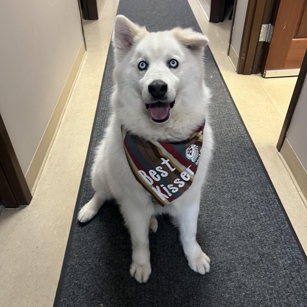 Enlarge Kallias, a Adoptable mixed breed in Fort Collins, CO image 3/6