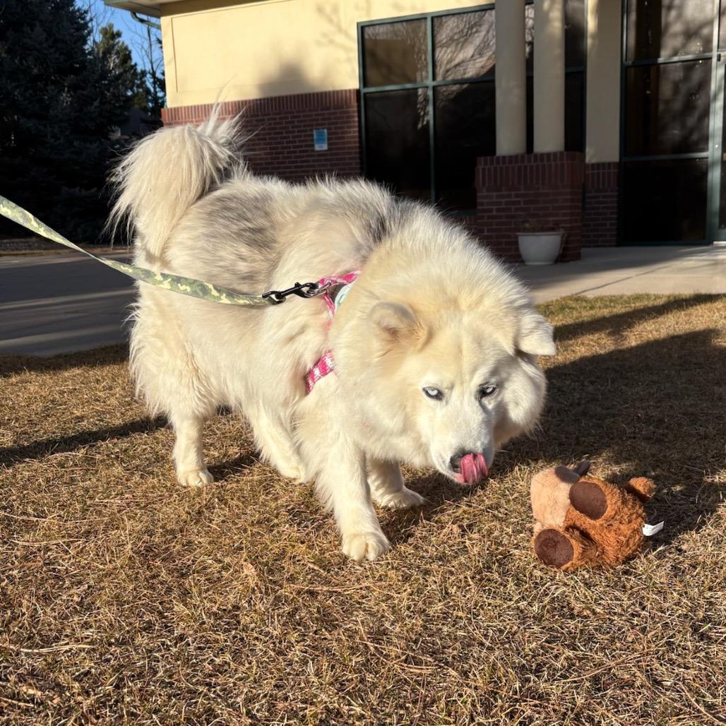 Enlarge Kallias, a Adoptable mixed breed in Fort Collins, CO image 4/6