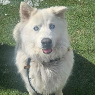 Enlarge Kallias, a Adoptable mixed breed in Fort Collins, CO image 5/6