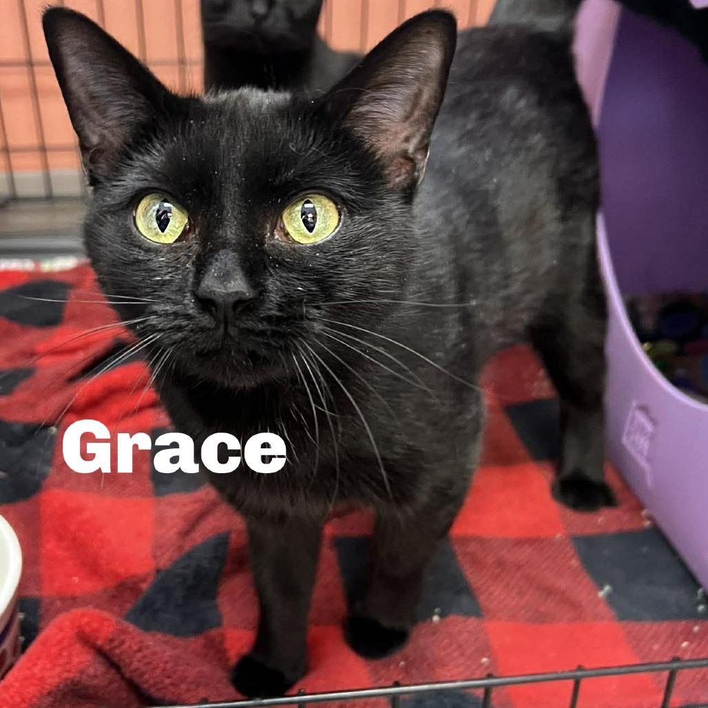 Enlarge Grace 251116, a Adoptable Domestic Short Hair in Escanaba, MI image 1/1