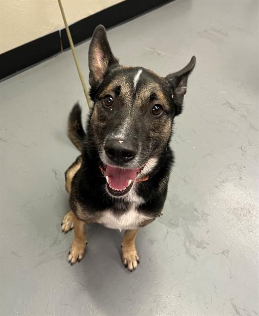 Julius, ADOPTABLE, Young Male Shepherd.