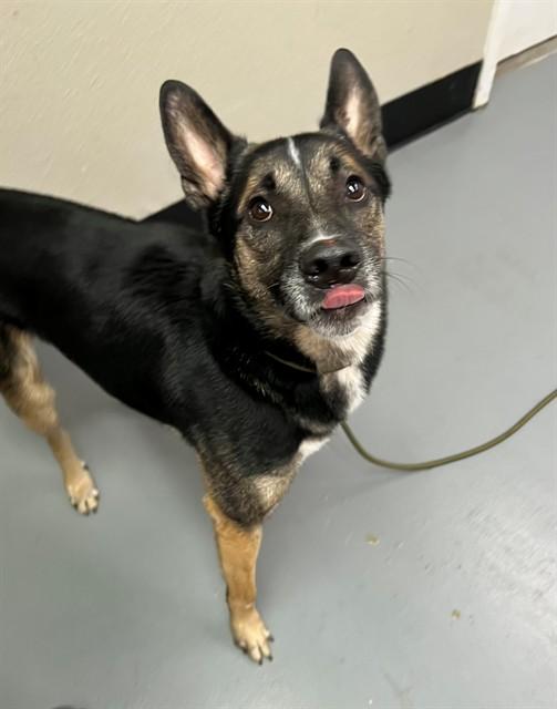 Enlarge Julius, a ADOPTABLE Shepherd in Phoenix, OR image 2/2