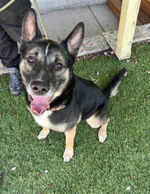 Enlarge Julius, a Adoptable Shepherd in Phoenix, OR image 2/6