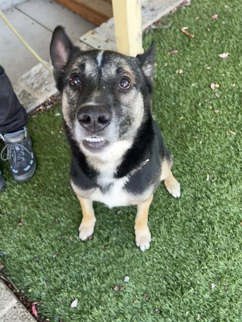 Julius, Adoptable, Young Male Shepherd.