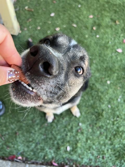 Enlarge Julius, a Adoptable Shepherd in Phoenix, OR image 6/6