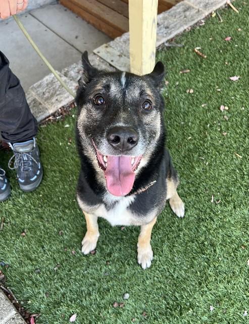 Enlarge Julius, a Adoptable Shepherd in Phoenix, OR image 3/6