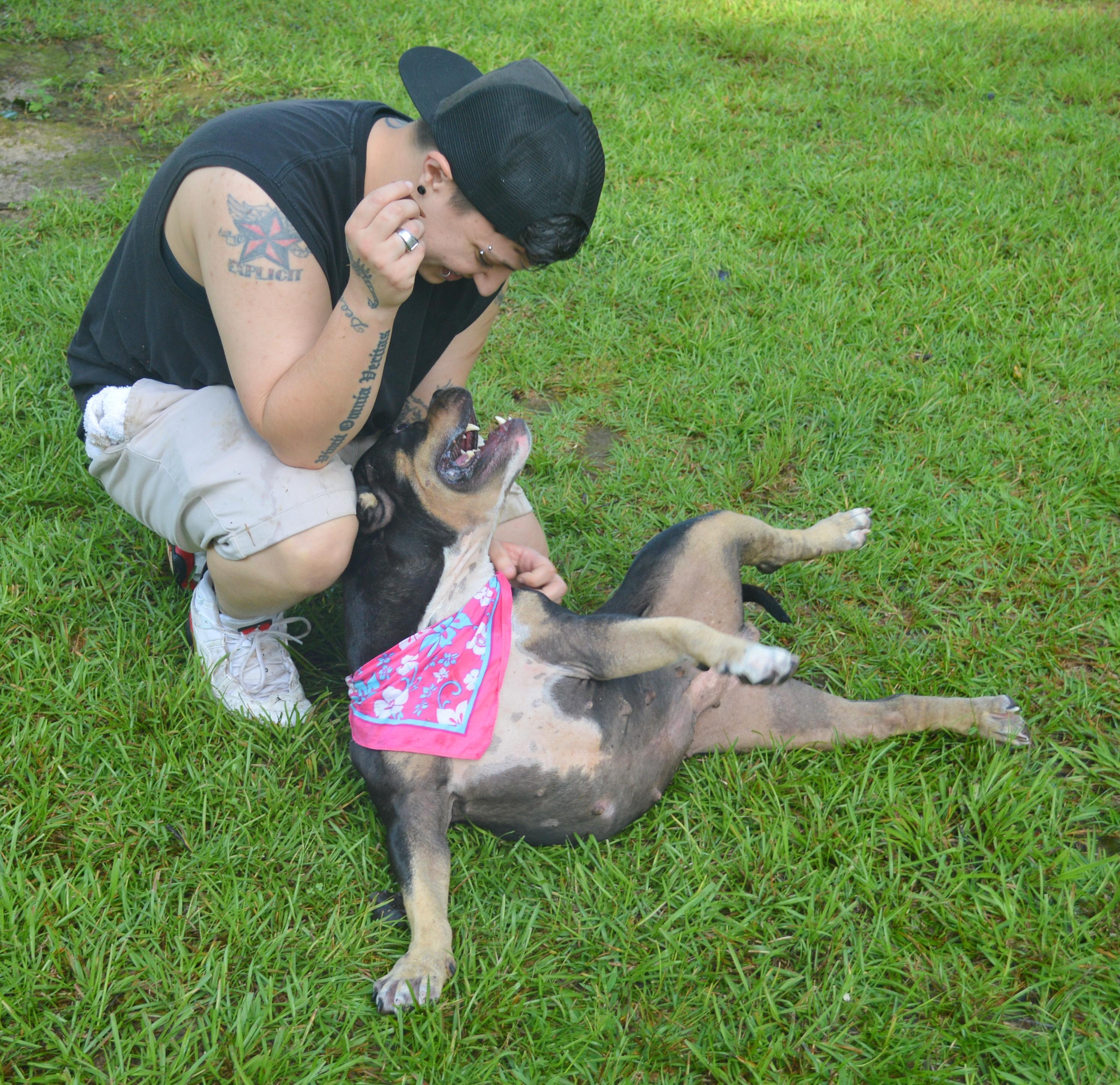 Enlarge Jaida, a Adoptable American Bully in Gulfport, MS image 4/6
