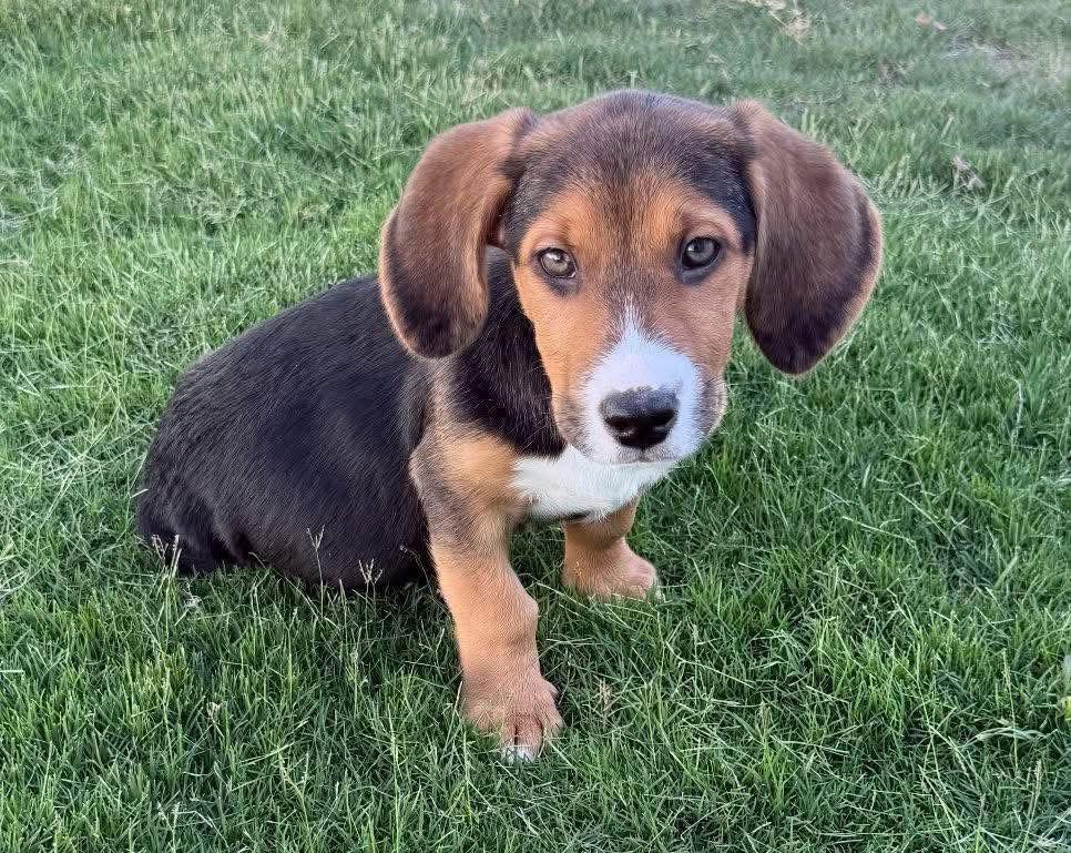 Elmo, Adopted, Puppy Male Beagle.