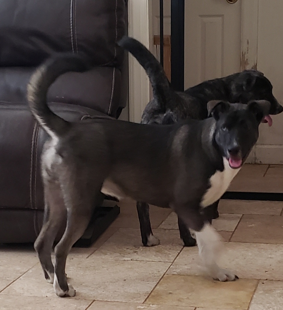 Enlarge Louise, a Adoptable mixed breed in Suffolk, VA image 2/3