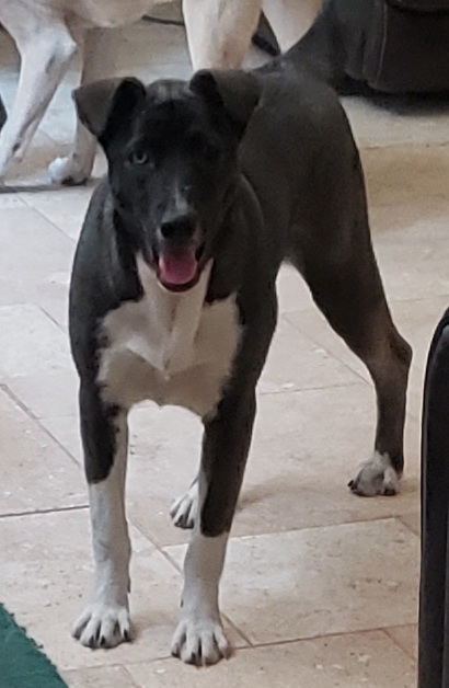 Enlarge Louise, a Adoptable mixed breed in Suffolk, VA image 3/3