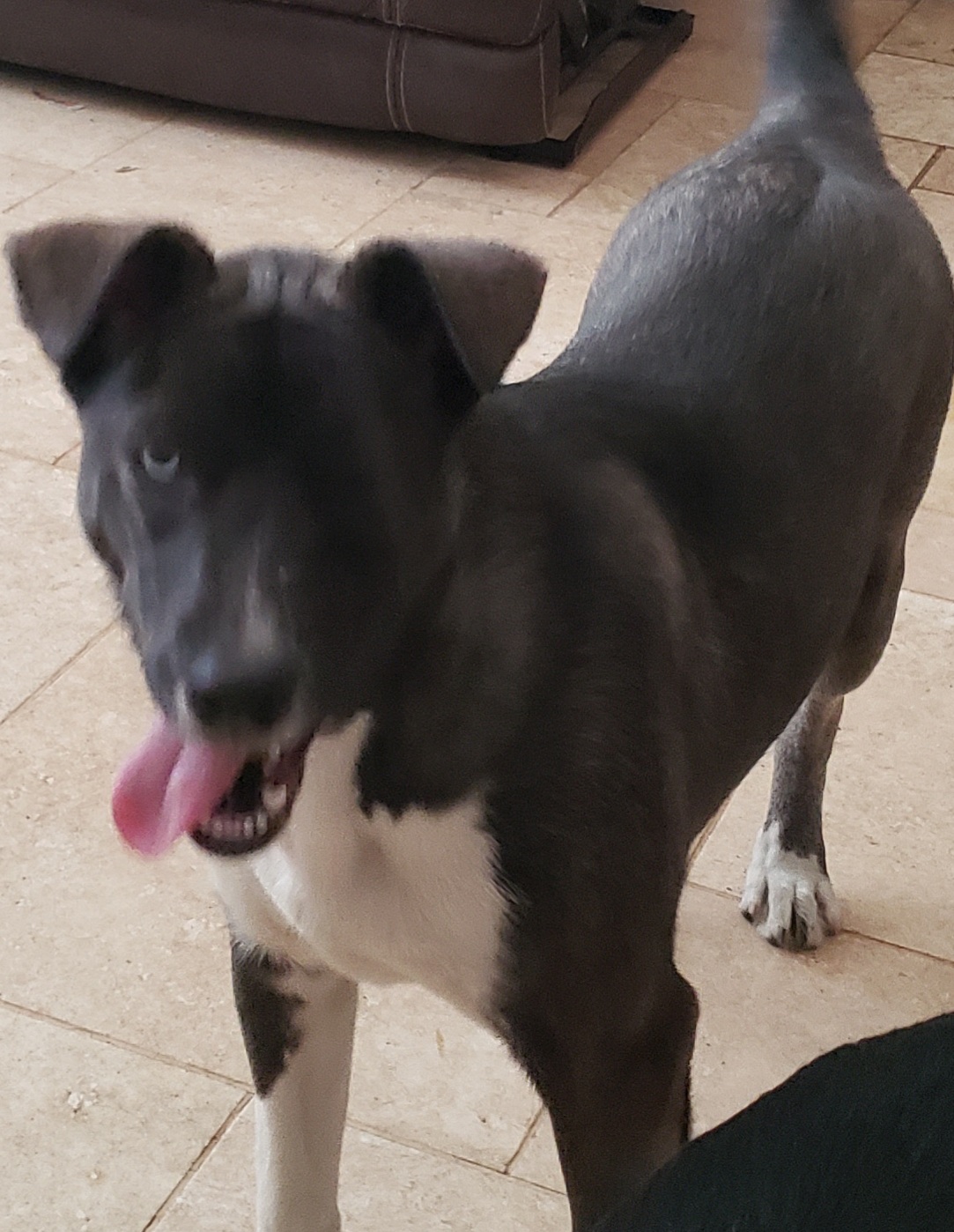 Louise, Adoptable, Young Female Husky.