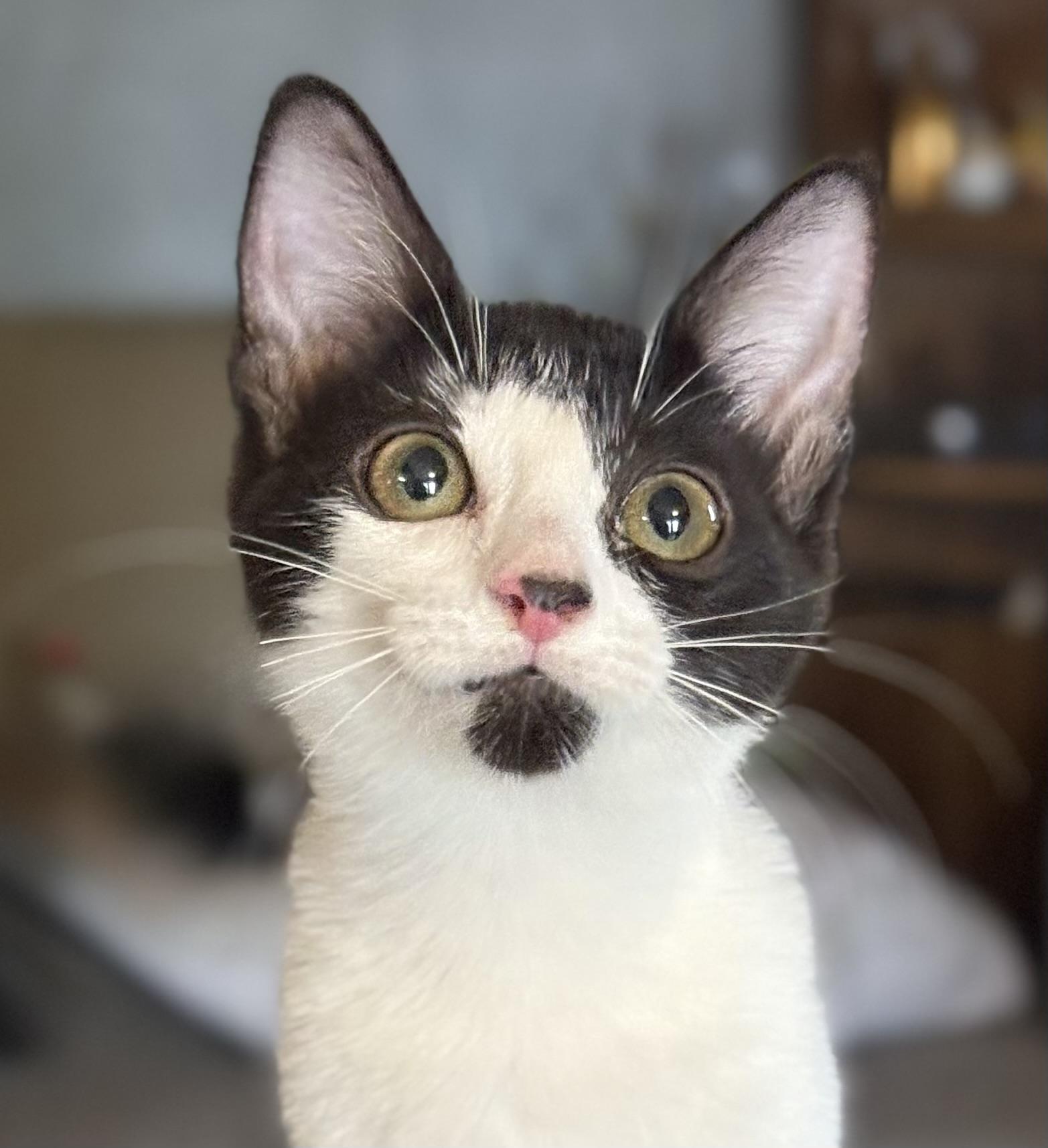 Cream, a Adoptable Domestic Short Hair in Oracle, AZ image 1/6