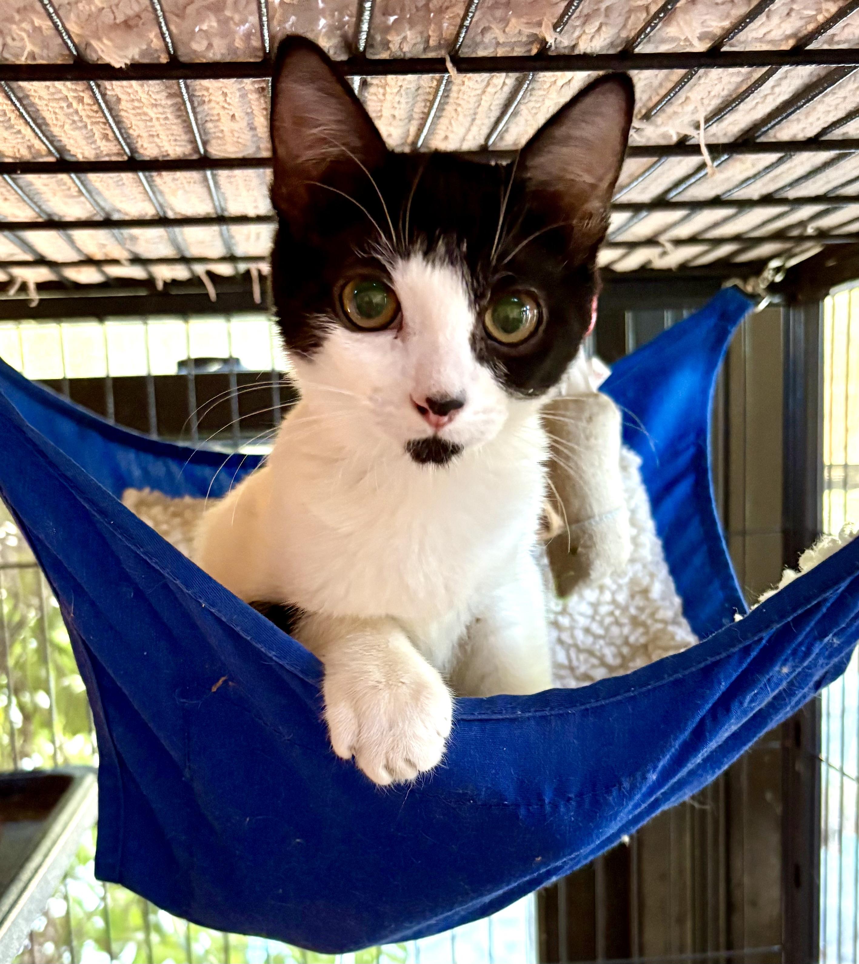 Cream, a Adoptable Domestic Short Hair in Oracle, AZ image 4/6